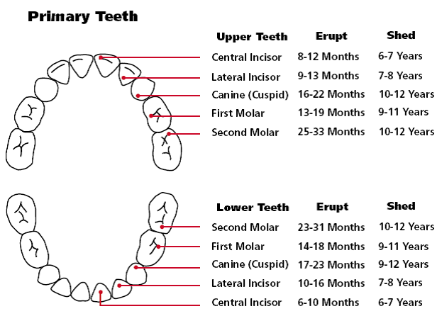 Teething Order of Appearance Teething Chart Orajel™