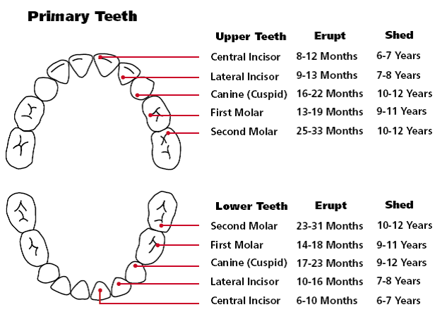what age do canine teeth fall out
