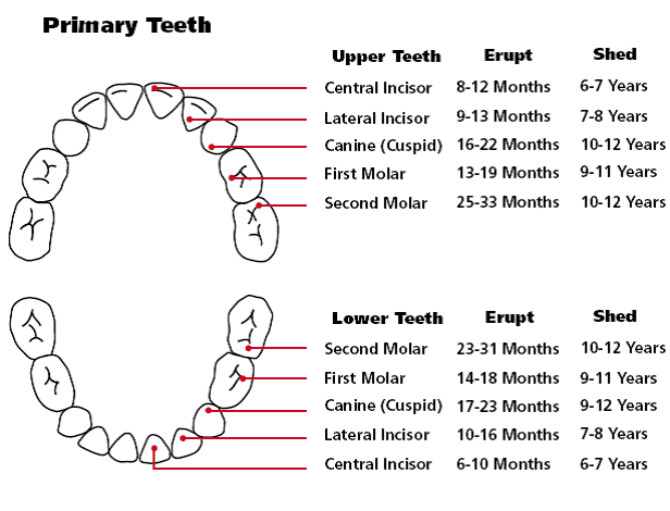 Some notes when your baby is teething